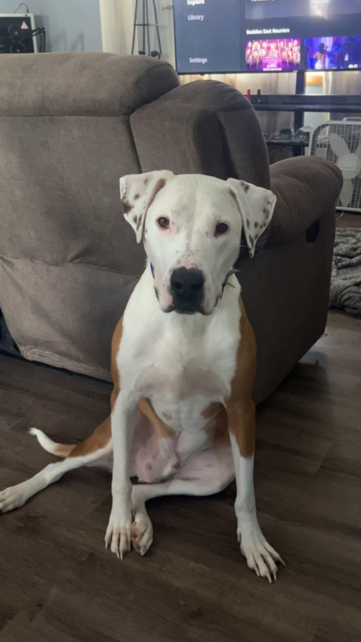Deuce, a Adoptable mixed breed in Minneapolis, MN image 4/6