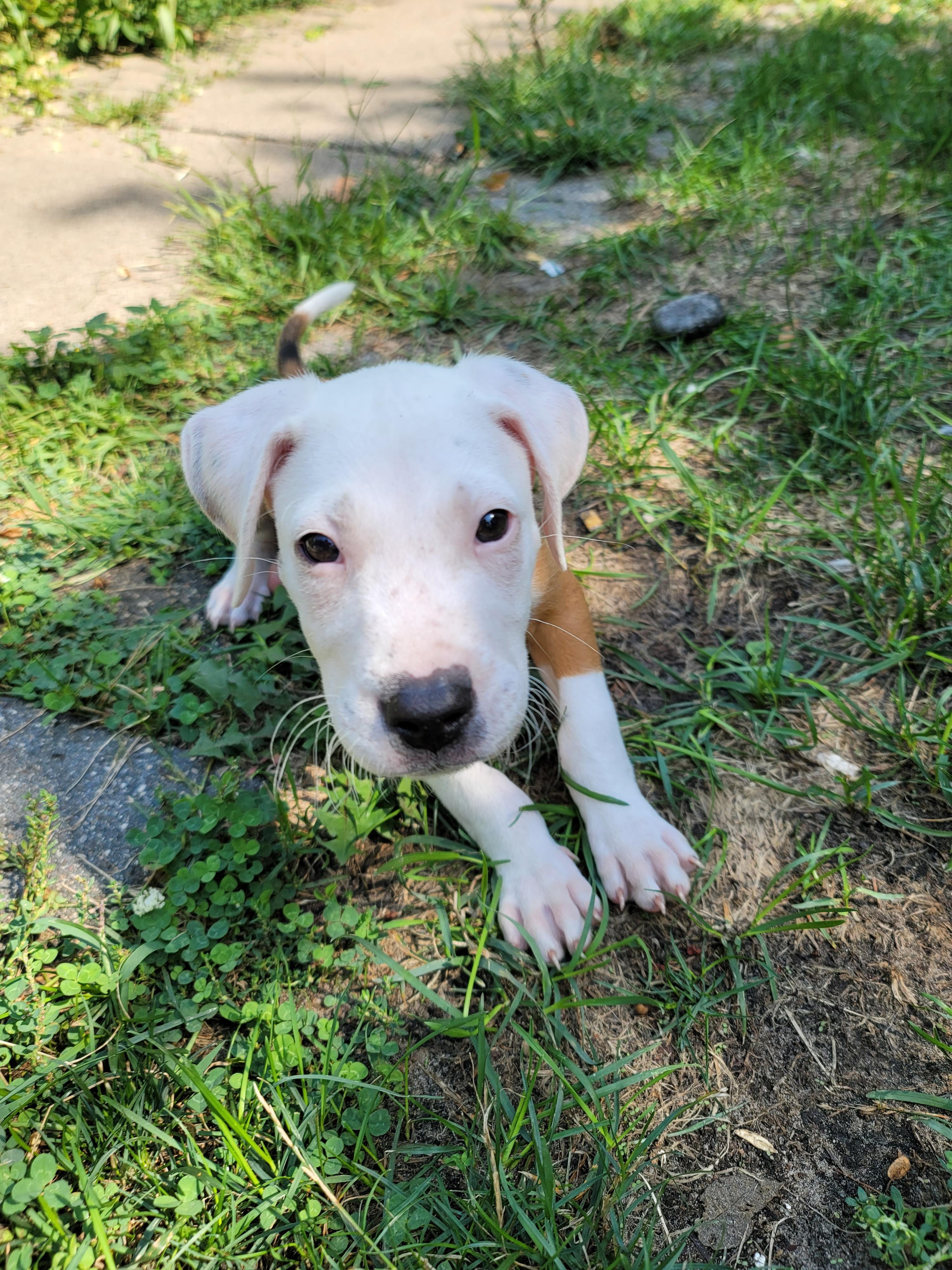 Deuce, a Adoptable mixed breed in Minneapolis, MN image 5/6