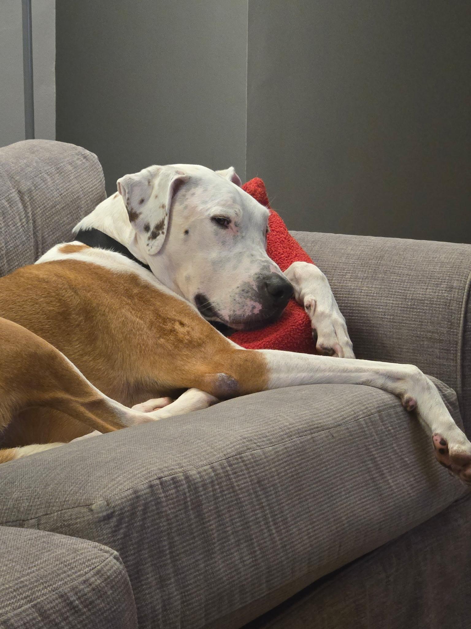 Deuce, a Adoptable mixed breed in Minneapolis, MN image 6/6