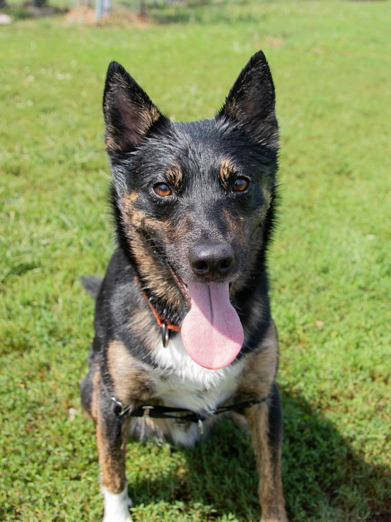 Kairo, a Adoptable mixed breed image 1/4