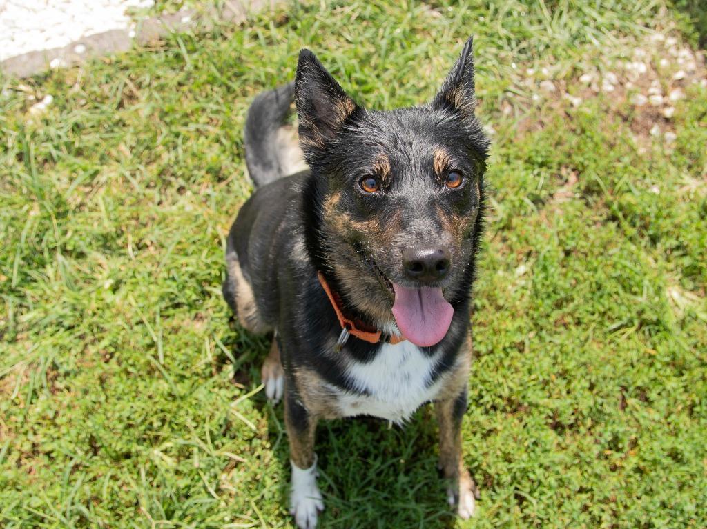 Enlarge Kairo, a Adoptable mixed breed in Lansing, KS image 2/4