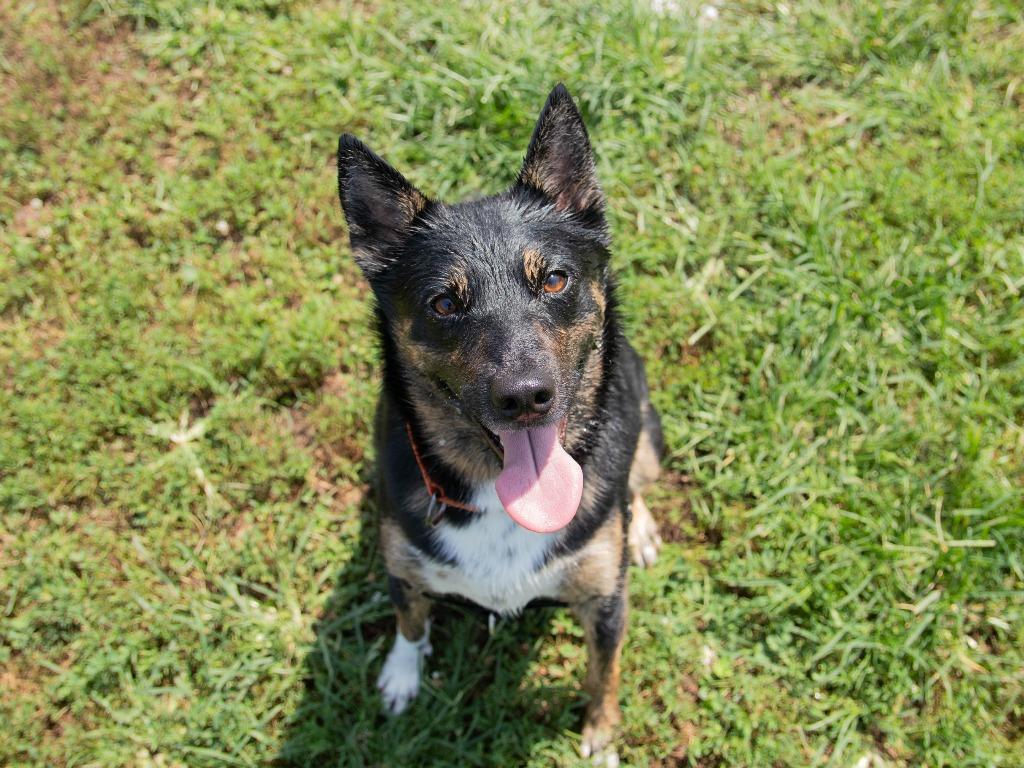 Kairo, a Adoptable mixed breed image 4/4