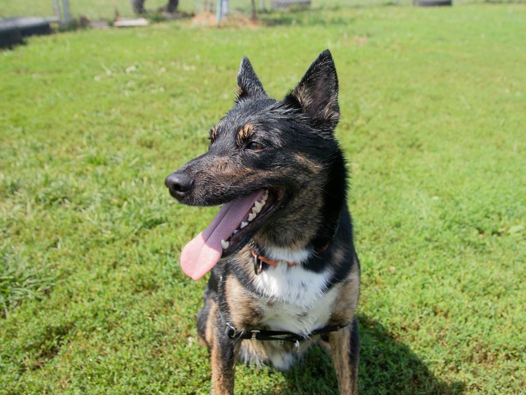 Enlarge Kairo, a Adoptable mixed breed in Lansing, KS image 4/4