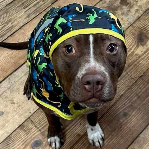 Nora, Adoptable, Adult Female American Staffordshire Terrier & Mixed Breed.