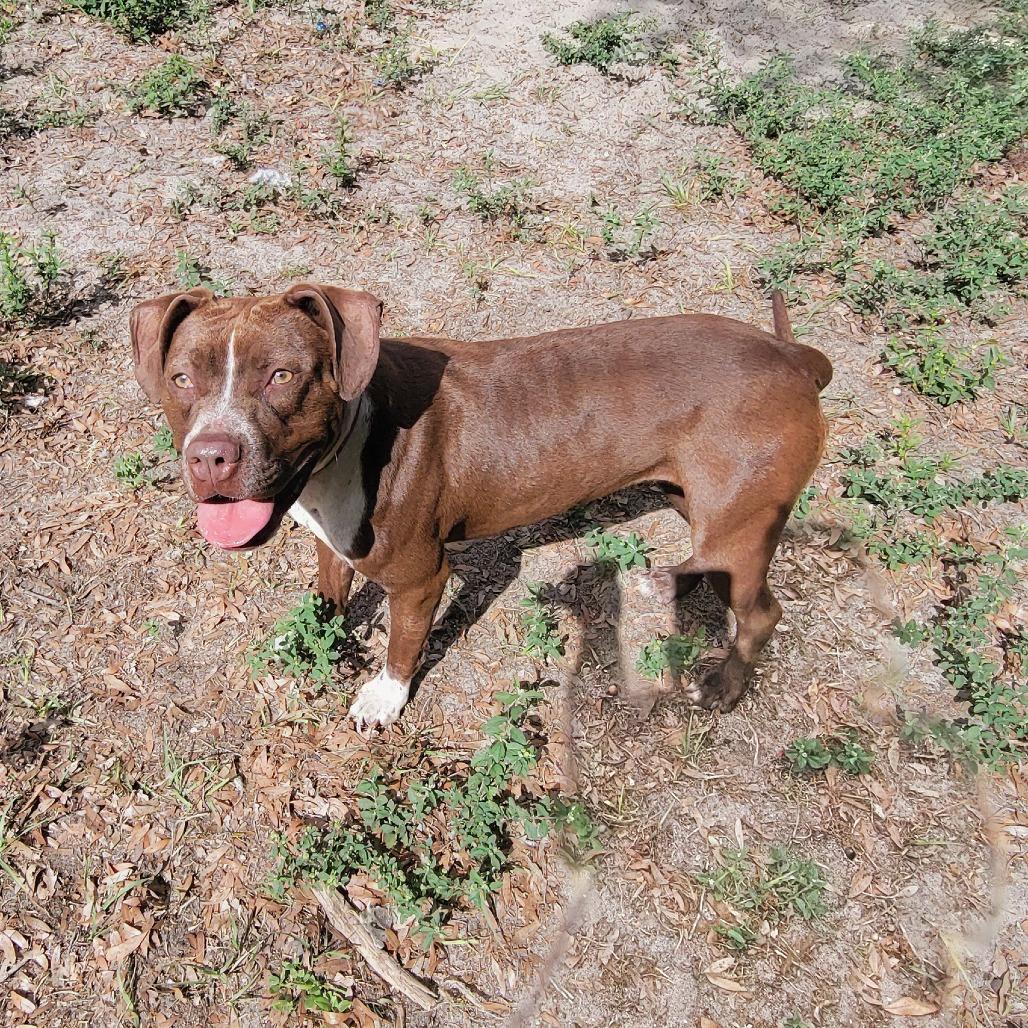 Enlarge Nora, a Adoptable mixed breed in Lake Panasoffkee, FL image 5/6