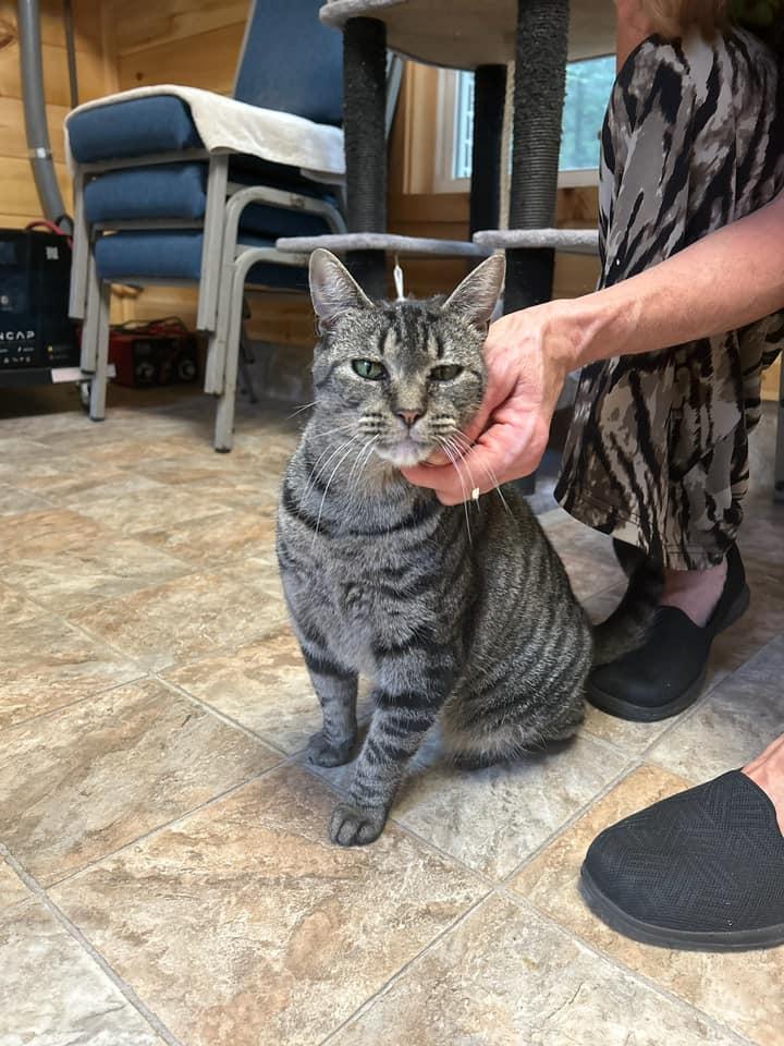 YOKO, a Adoptable Tabby in Capshaw, AL image 1/2