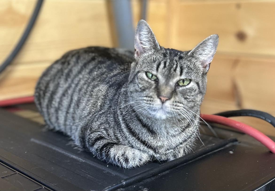 YOKO, Adoptable, Adult Female Tabby.