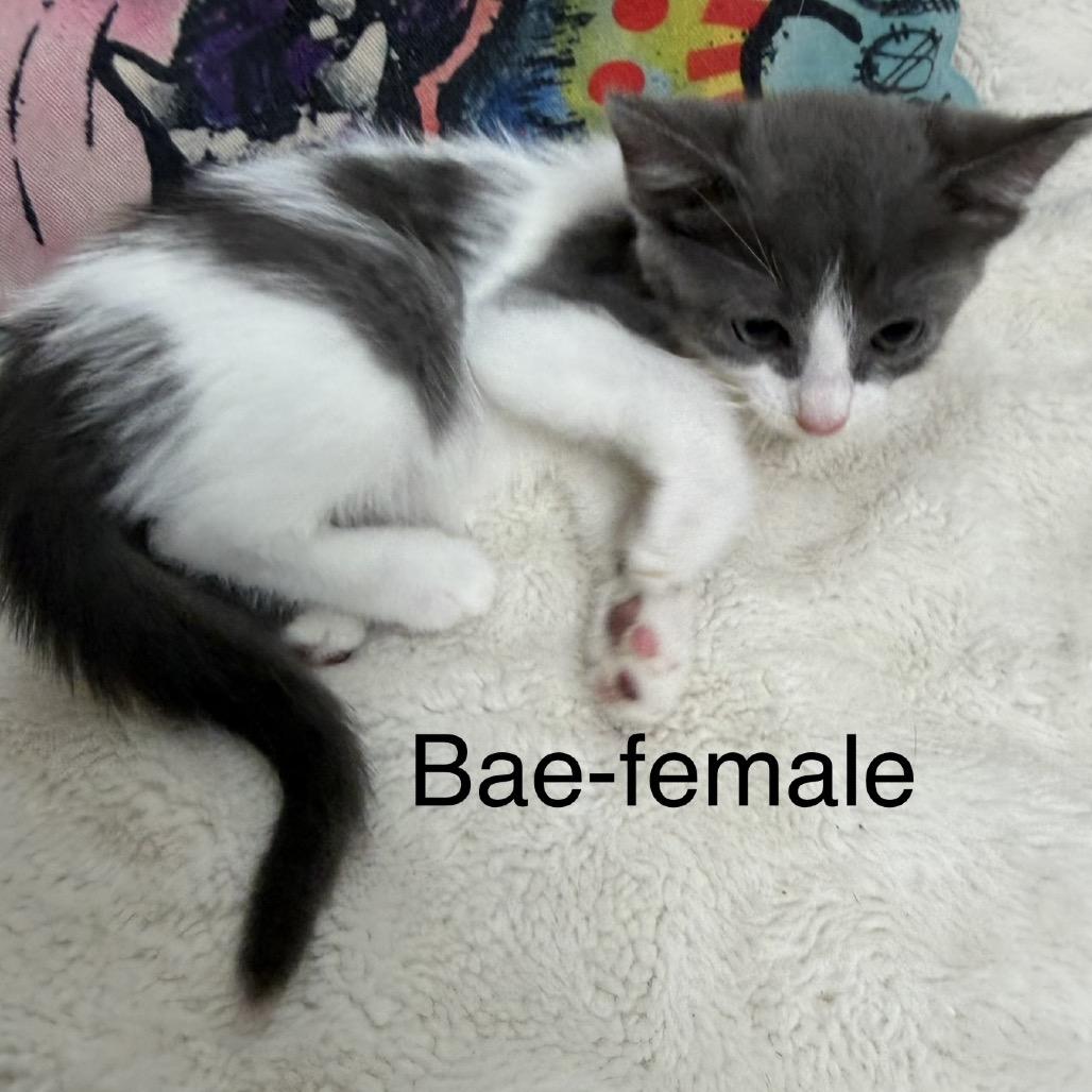 Bae, Adoptable, Kitten Female Domestic Short Hair.