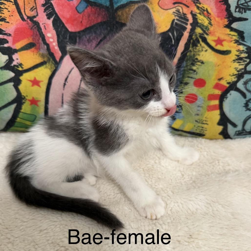 Enlarge Bae, a Adoptable Domestic Short Hair in Floresville, TX image 2/4