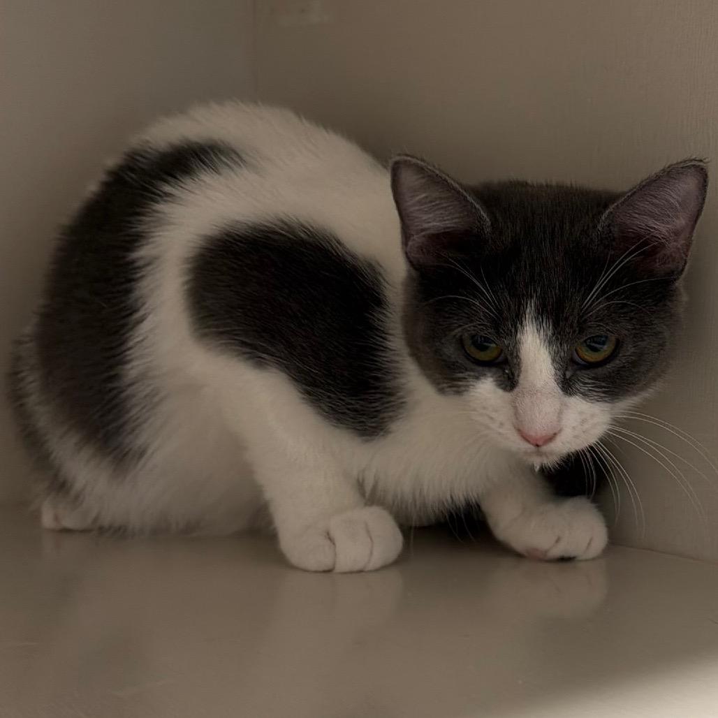 Enlarge Bae, a Adoptable Domestic Short Hair in Floresville, TX image 4/4