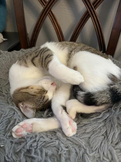 Julian — thumbnail 3