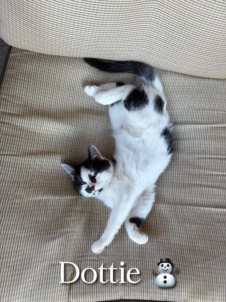 Enlarge Dottie, a Adoptable mixed breed in Clinton, SC image 1/1