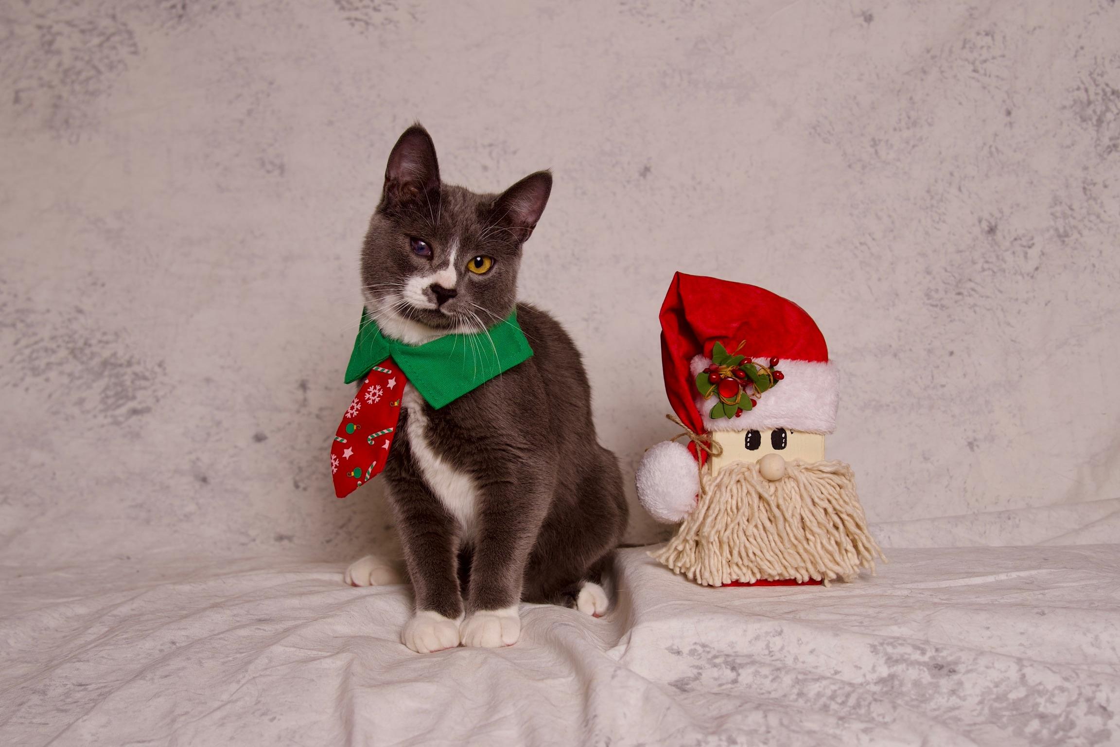 James, a Adoptable Domestic Short Hair in Riverside, CA image 1/4