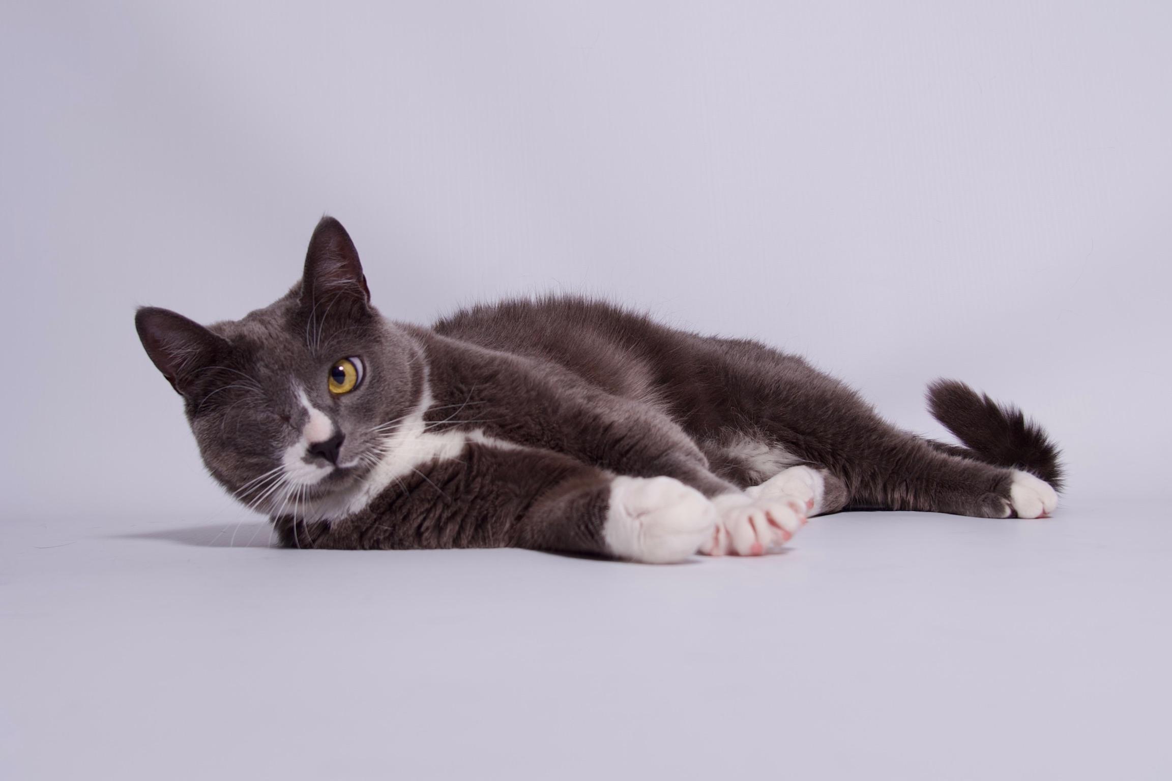 James, Adoptable, Adult Male Domestic Short Hair.