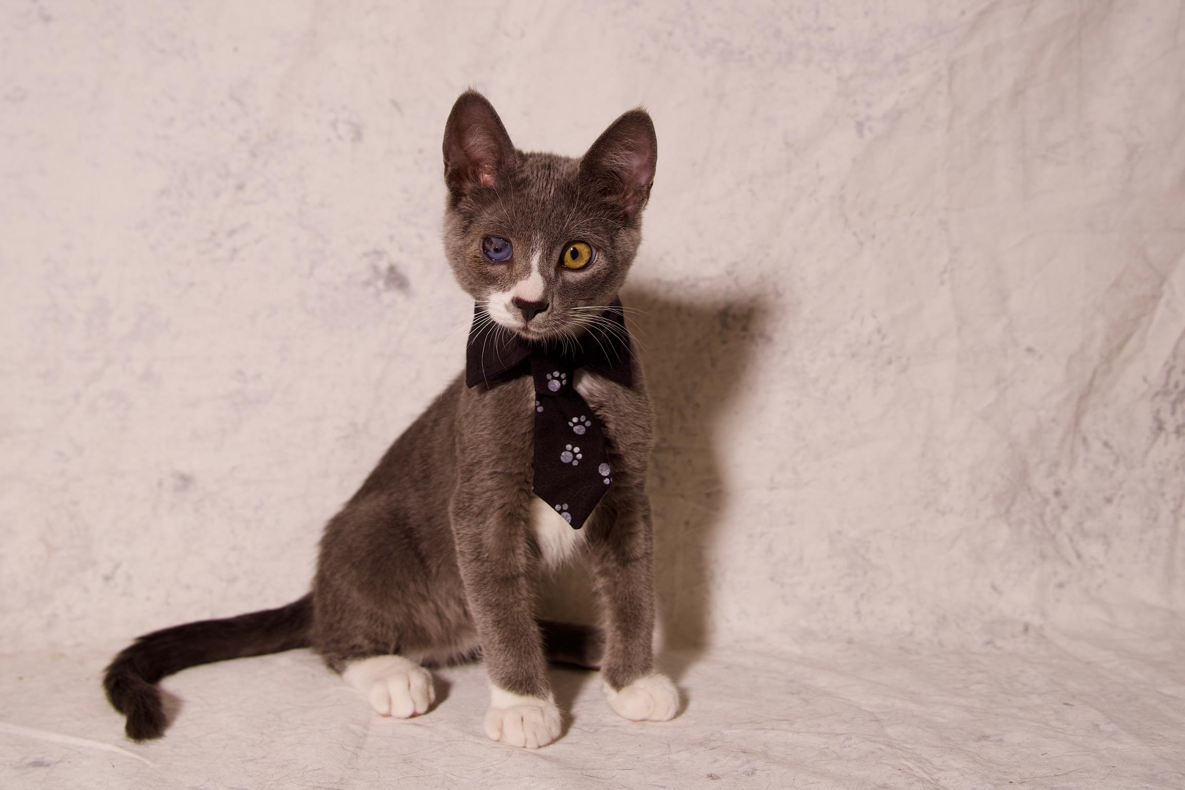 James, a Adoptable Domestic Short Hair in Riverside, CA image 2/4