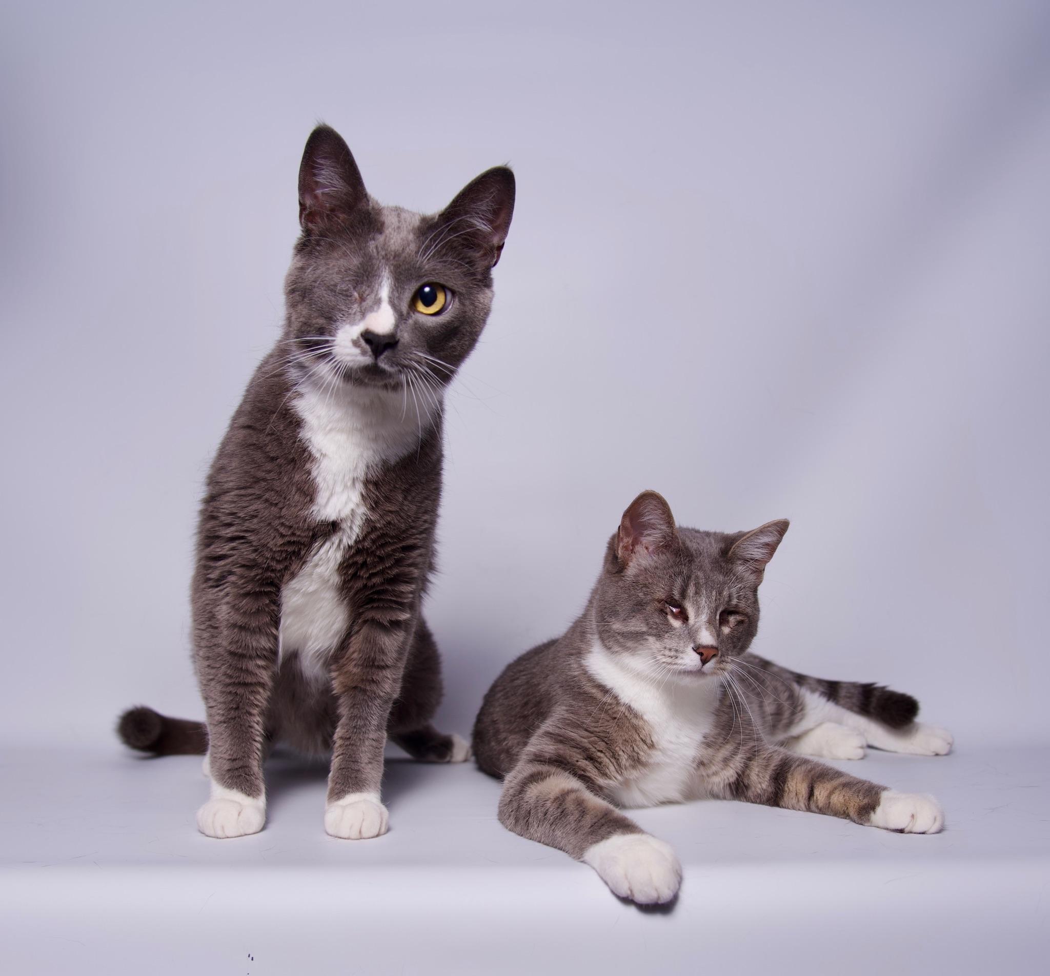 James, a Adoptable Domestic Short Hair in Riverside, CA image 5/5