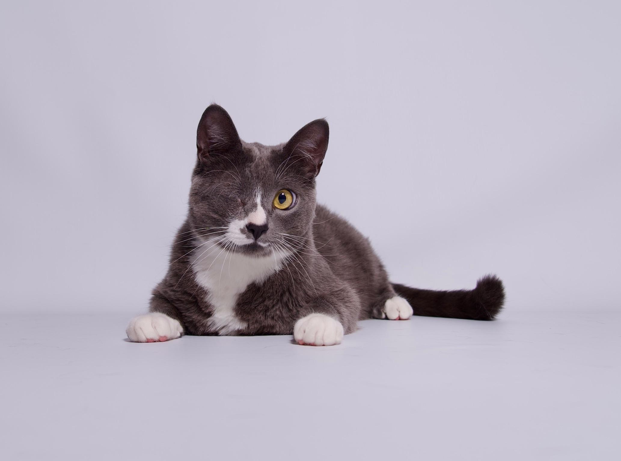 James, a Adoptable Domestic Short Hair in Riverside, CA image 4/5