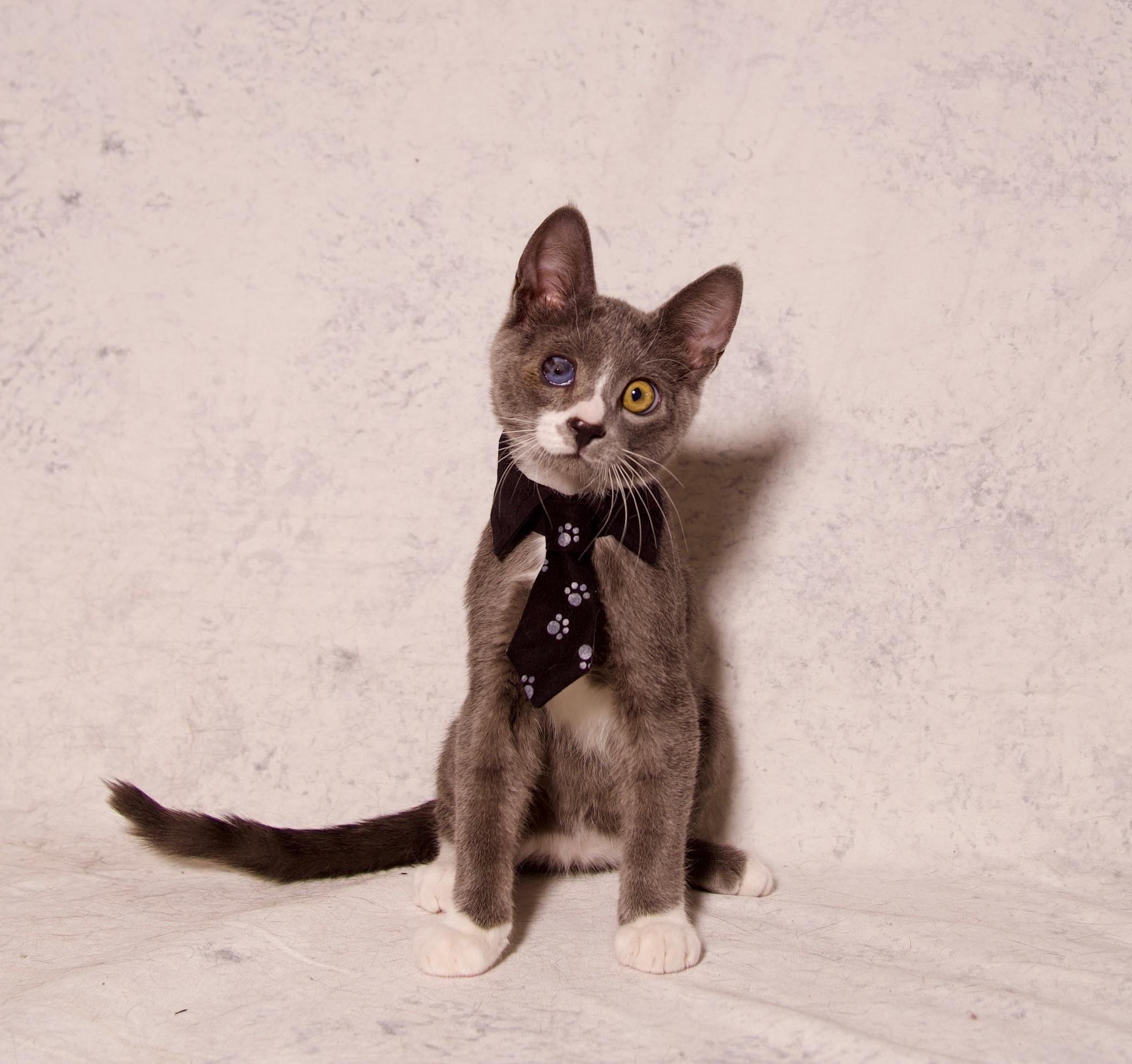 James, a Adoptable Domestic Short Hair in Riverside, CA image 4/4