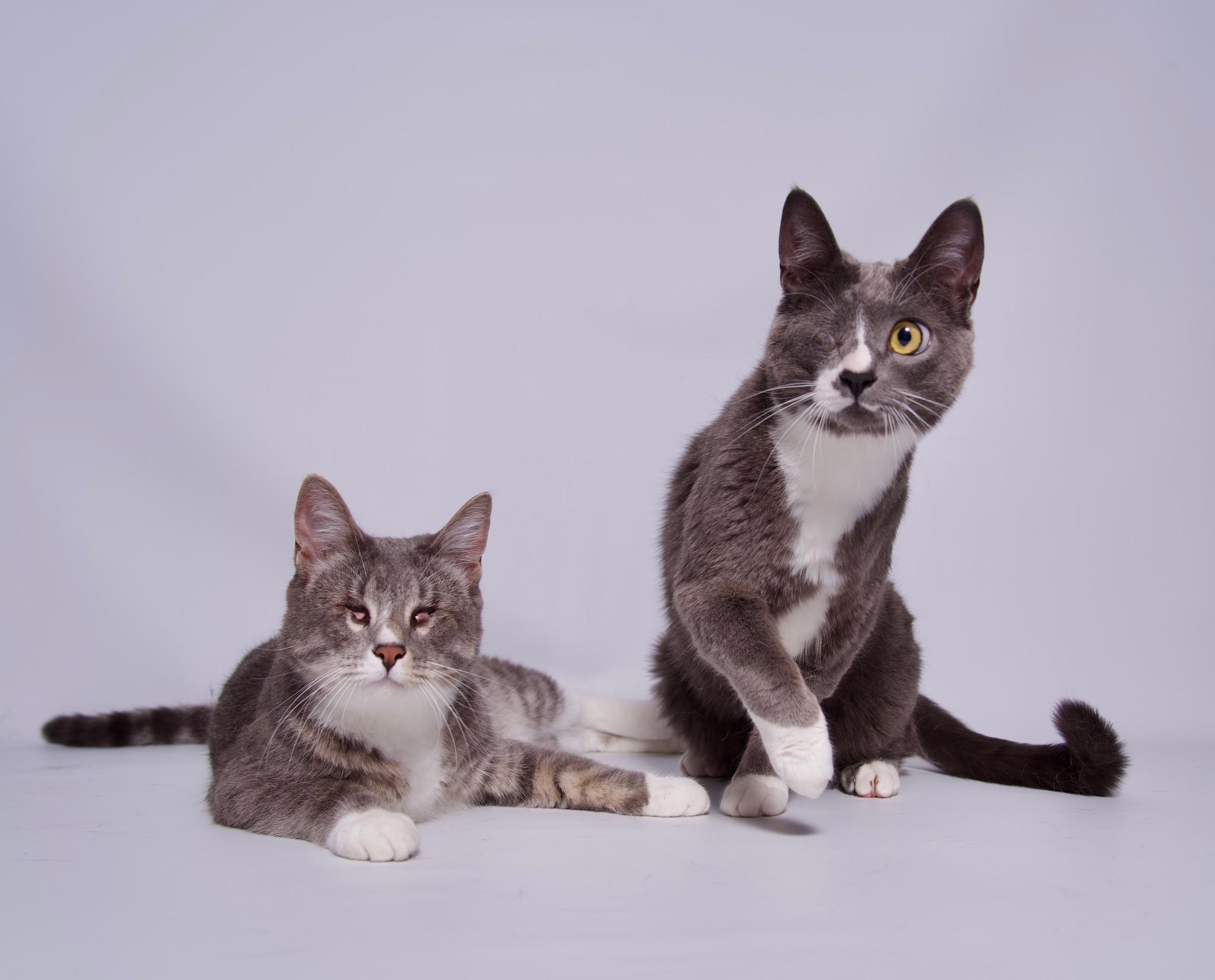 James, a Adoptable Domestic Short Hair in Riverside, CA image 3/5