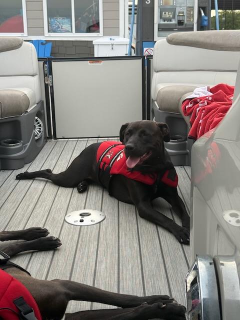 Enlarge CHARLOTTE, a Adoptable mixed breed in Alpharetta, GA image 5/6