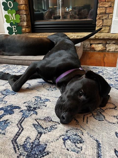 CHARLOTTE, a Adoptable mixed breed in Alpharetta, GA image 6/6