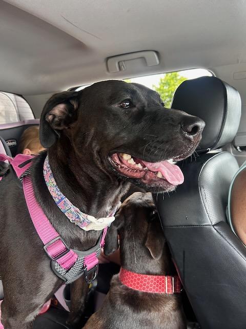 CHARLOTTE, Adoptable, Young Female Labrador Retriever & Pit Bull Terrier.