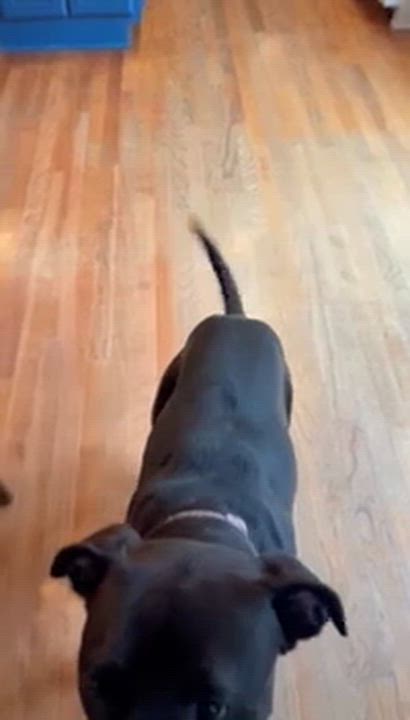 Enlarge CHARLOTTE, a Adoptable mixed breed in Alpharetta, GA video 4/6