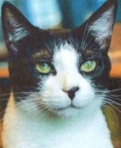 Dennis, Adoptable, Adult Male Domestic Short Hair.