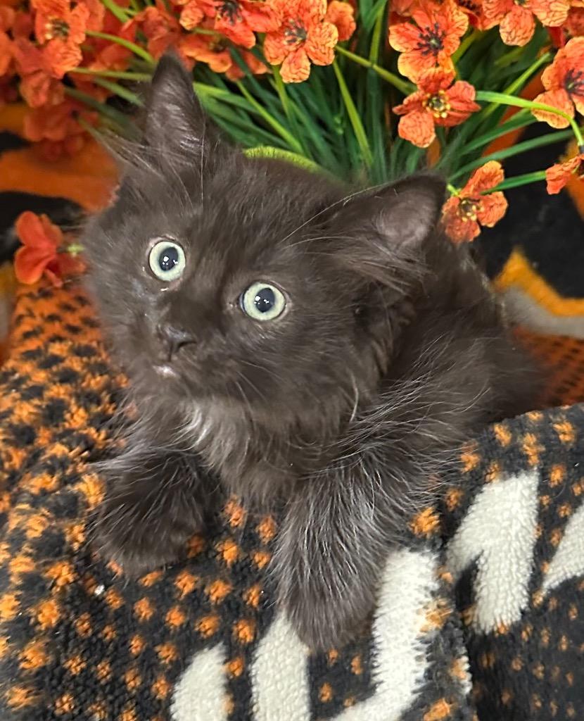 Enlarge 3/11/26 Harry, a Adopted mixed breed in Stillwater, OK image 1/1