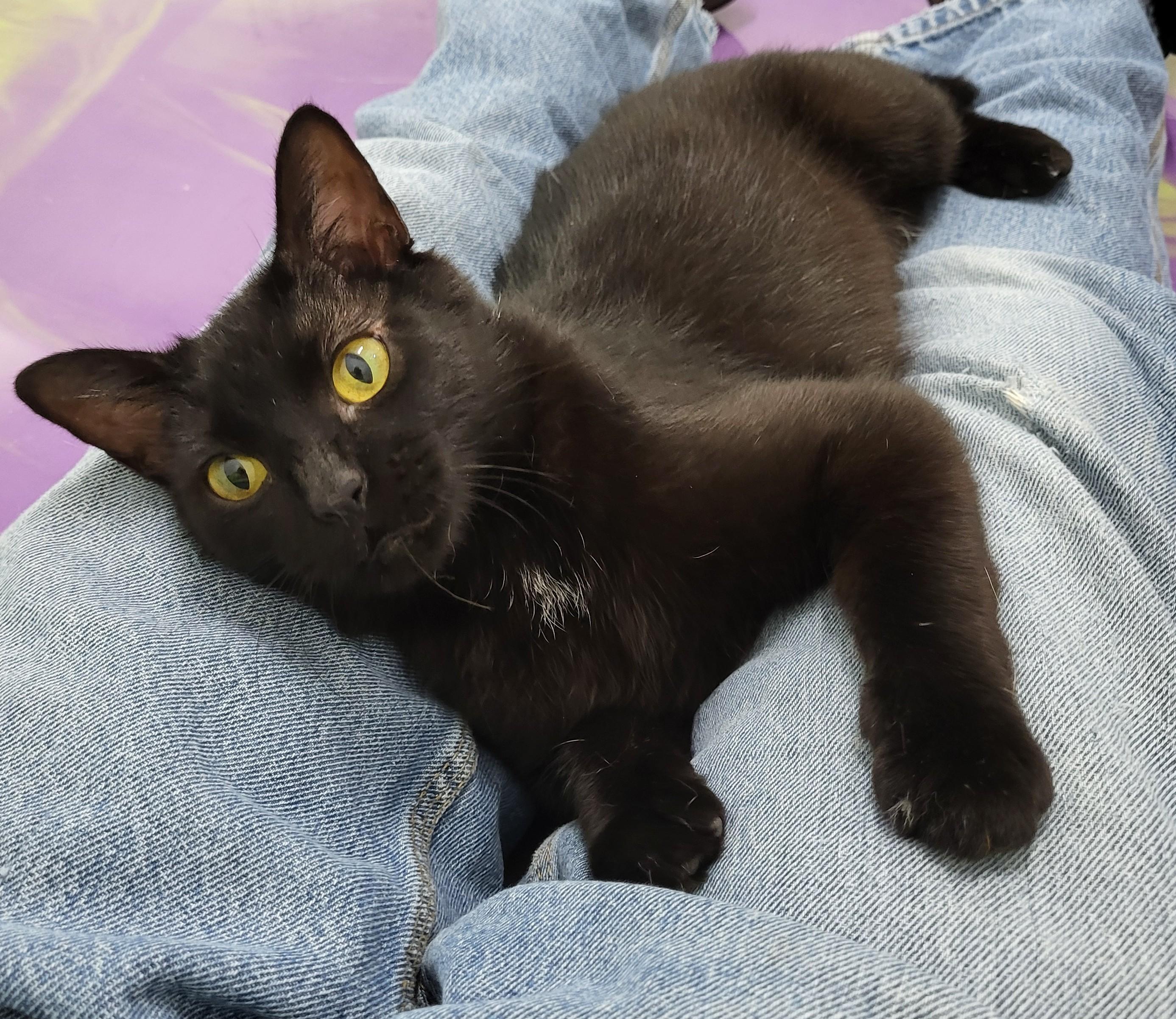 Enlarge Sabrina, a Adoptable Domestic Short Hair in Anna, IL image 1/3