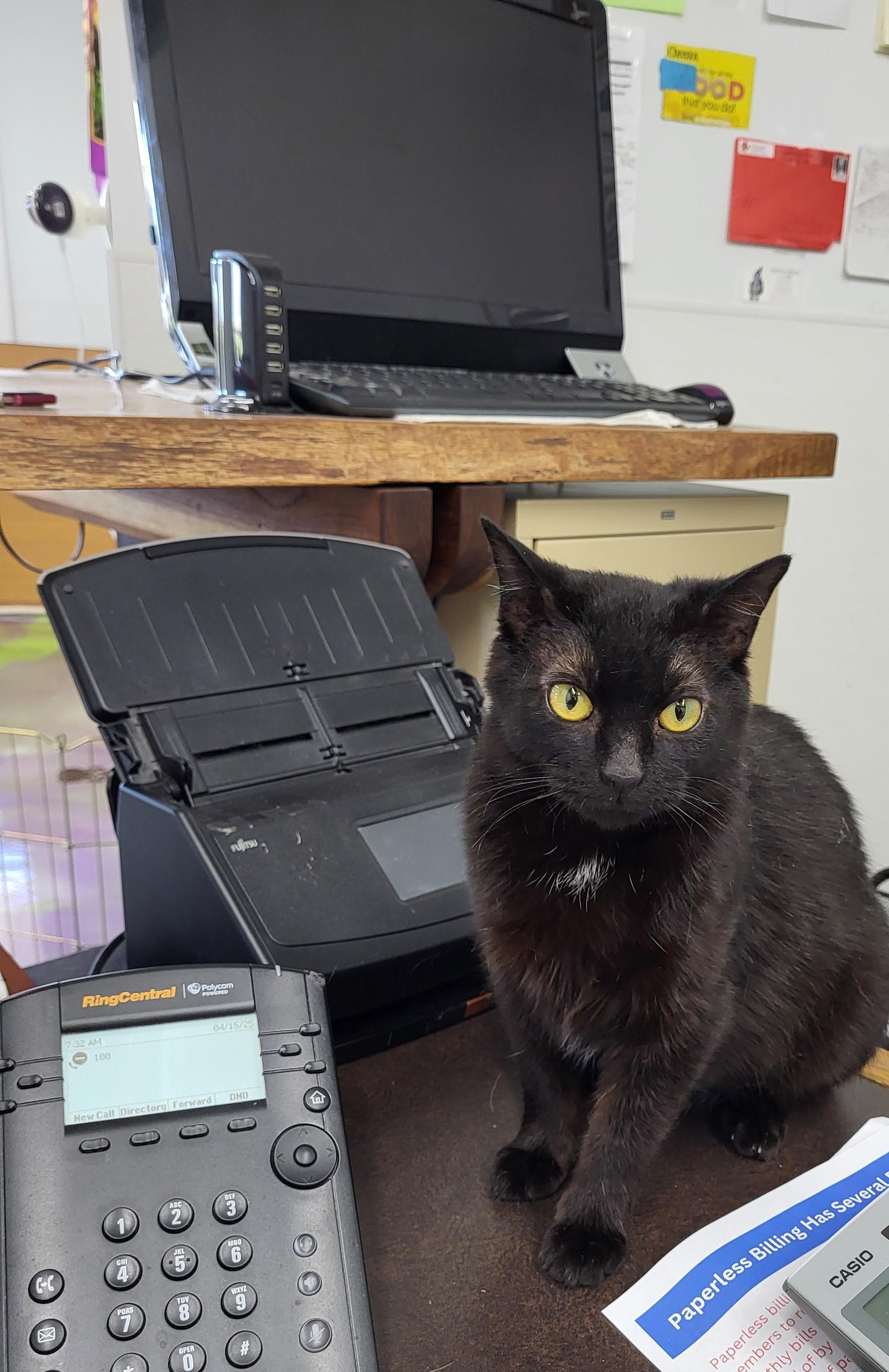 Enlarge Sabrina, a Adoptable Domestic Short Hair in Anna, IL image 2/3