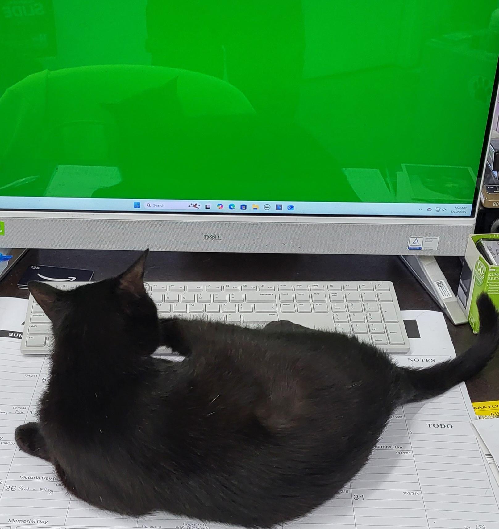 Enlarge Sabrina, a Adoptable Domestic Short Hair in Anna, IL image 3/3