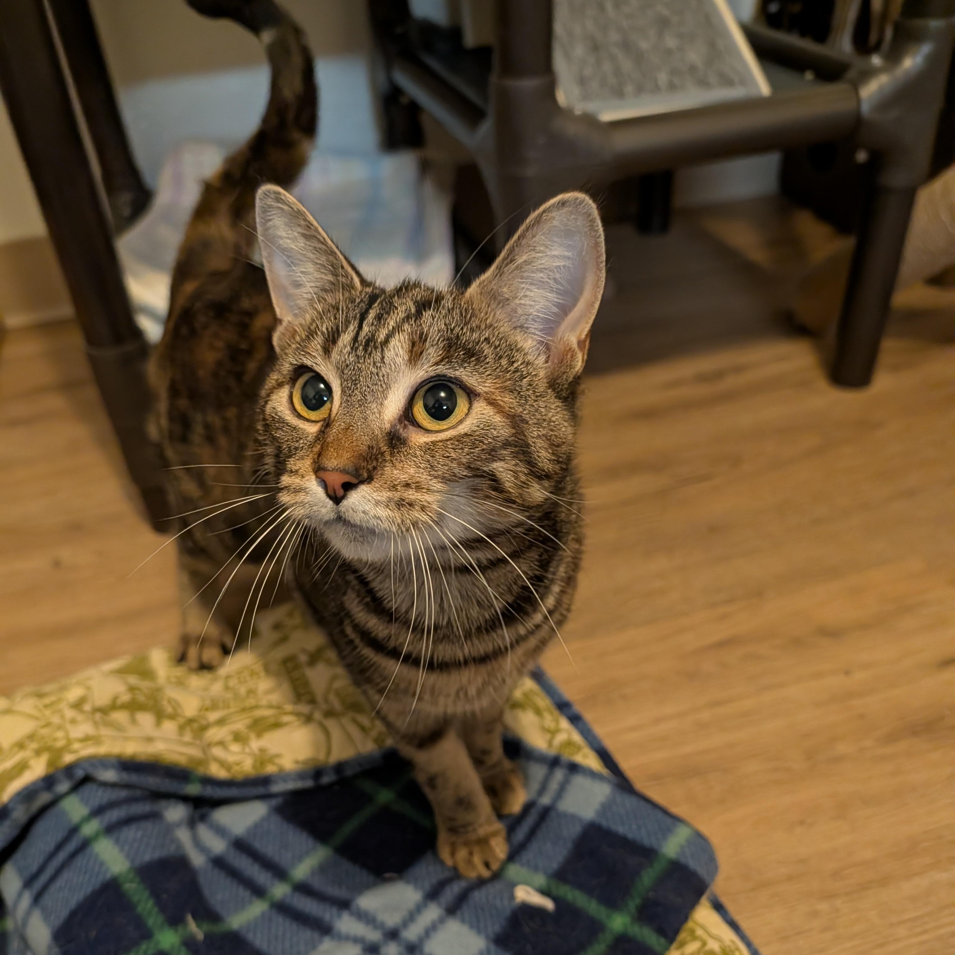 Enlarge Bailey, a Adoptable Domestic Short Hair in Manistique, MI image 1/1