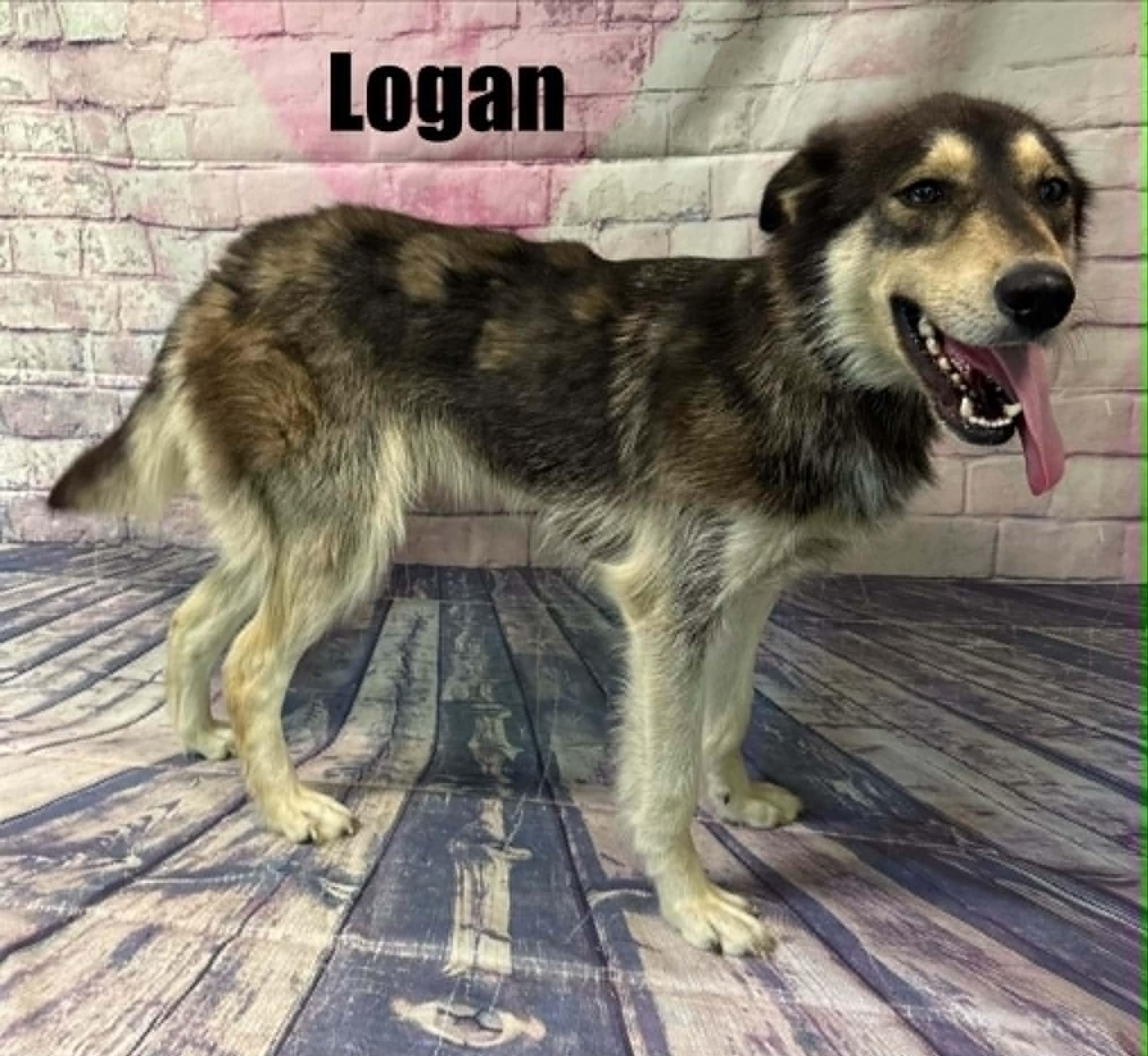 Enlarge Logan, a ADOPTABLE mixed breed in Quincy, MI image 4/4