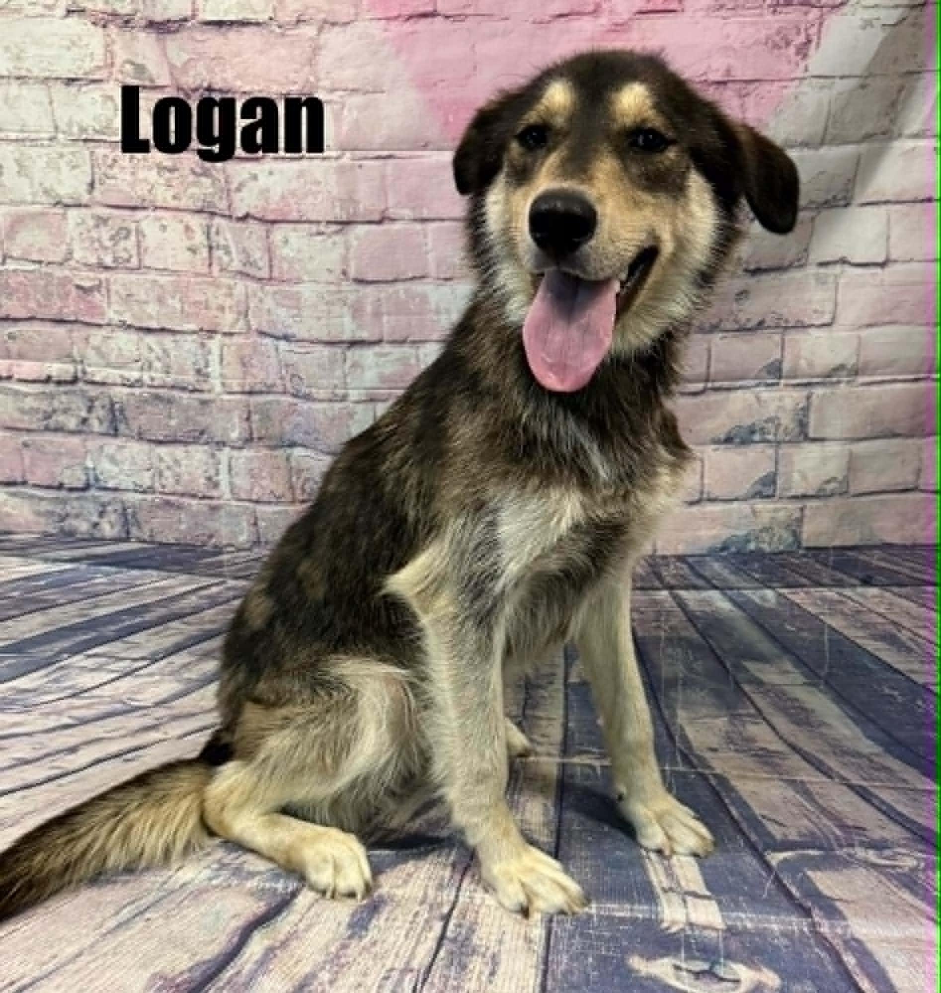 Logan, ADOPTABLE, Young Male Shepherd.