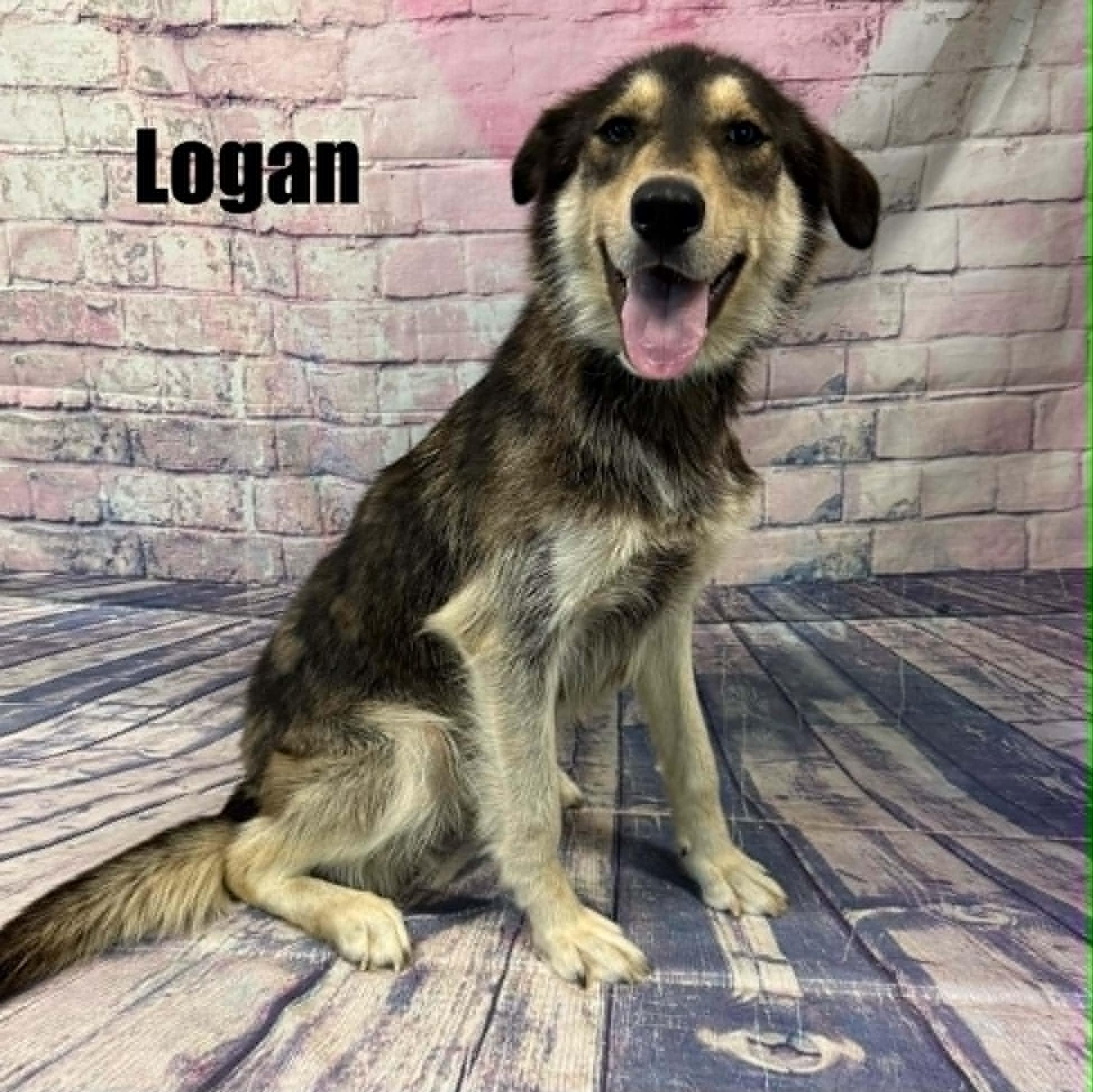 Enlarge Logan, a ADOPTABLE mixed breed in Quincy, MI image 3/4