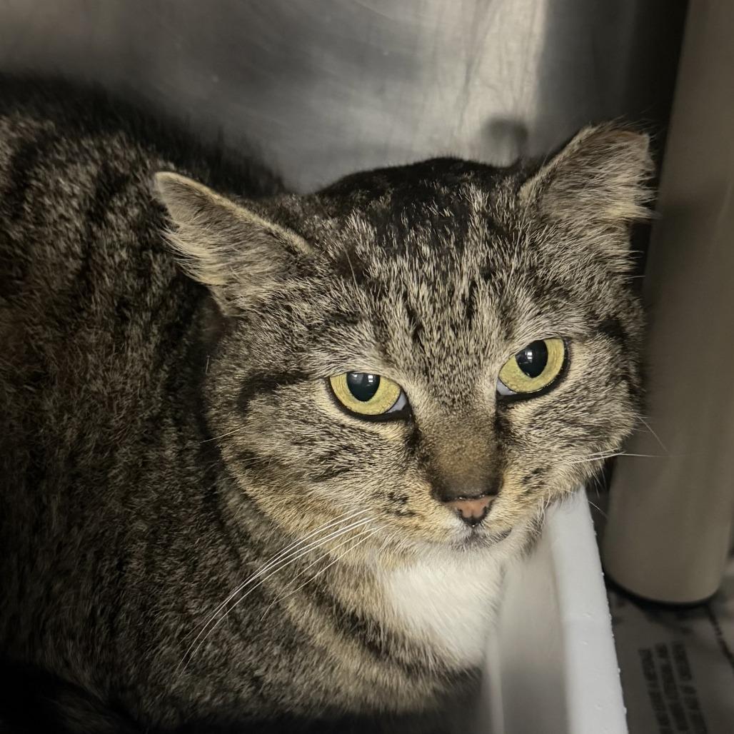 Naomi, Adoptable, Adult Female Domestic Short Hair.