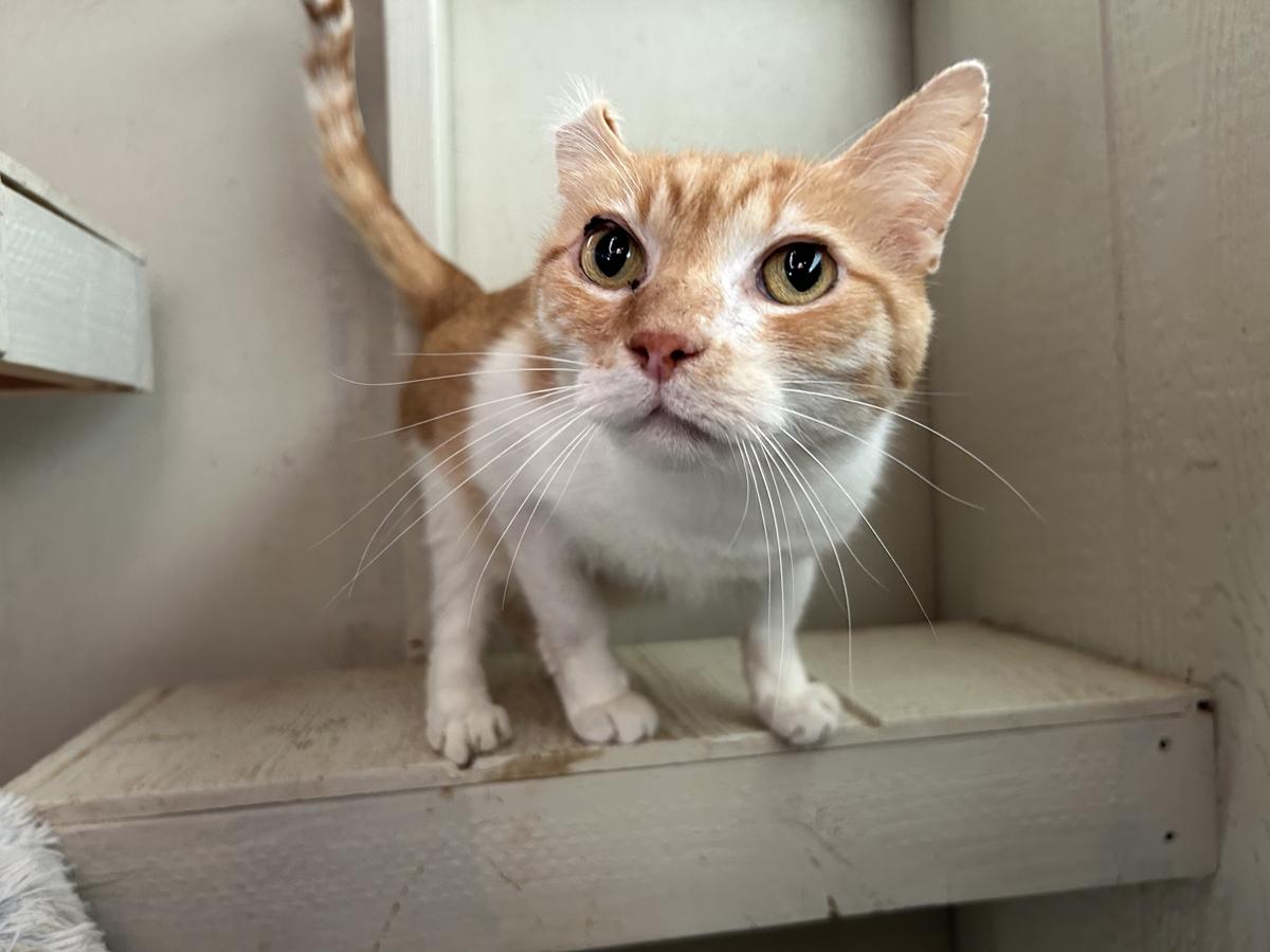 Ed Sheeran, Senior Male Domestic Short Hair