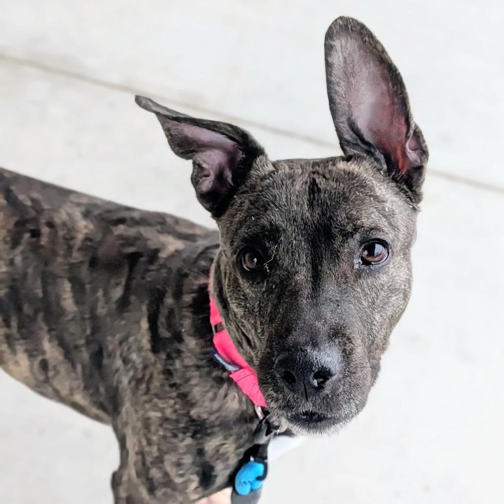 Grandma Marissa, Adoptable, Senior Female Mixed Breed.