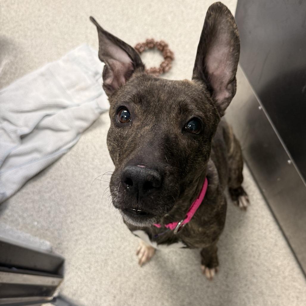 Enlarge Grandma Marissa, a Adoptable Mixed Breed in Naperville, IL image 2/2