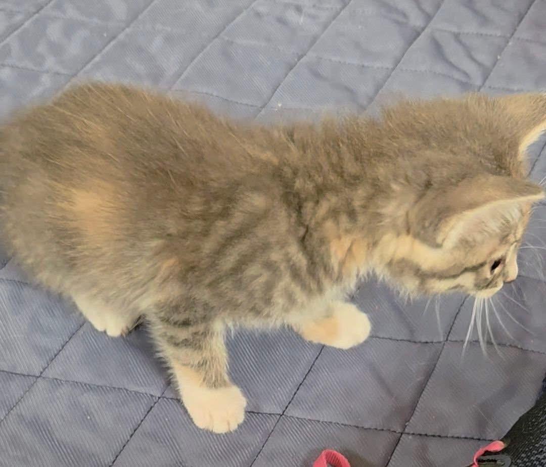 Enlarge Helen of Troy, an adoptable Domestic Short Hair in Port Washington, WI image 4/5