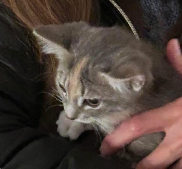 Enlarge Helen of Troy, an adoptable Domestic Short Hair in Port Washington, WI image 5/5