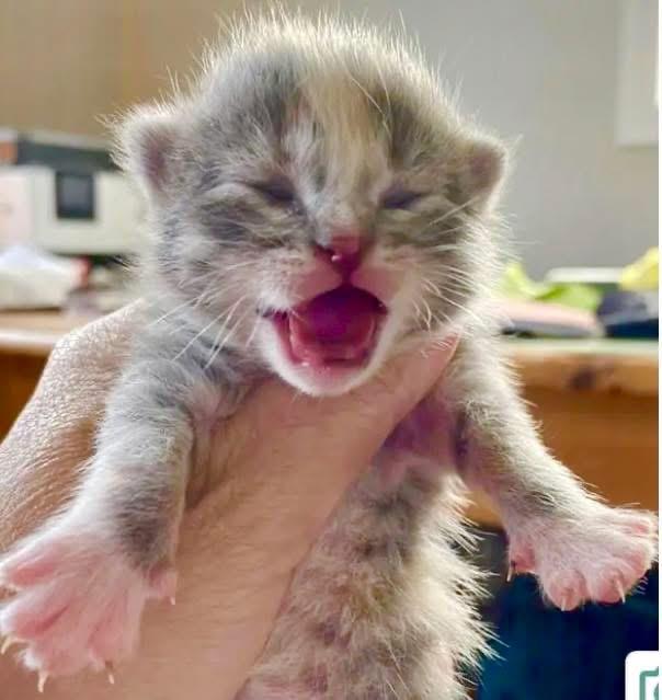 Enlarge Helen of Troy, an adoptable Domestic Short Hair in Port Washington, WI image 2/5