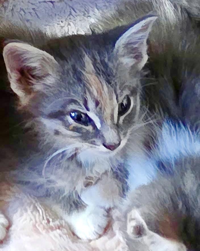 Enlarge Helen of Troy, an adoptable Domestic Short Hair in Port Washington, WI image 3/5