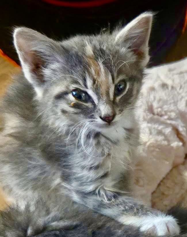 Enlarge Helen of Troy, an adoptable Domestic Short Hair in Port Washington, WI image 1/5