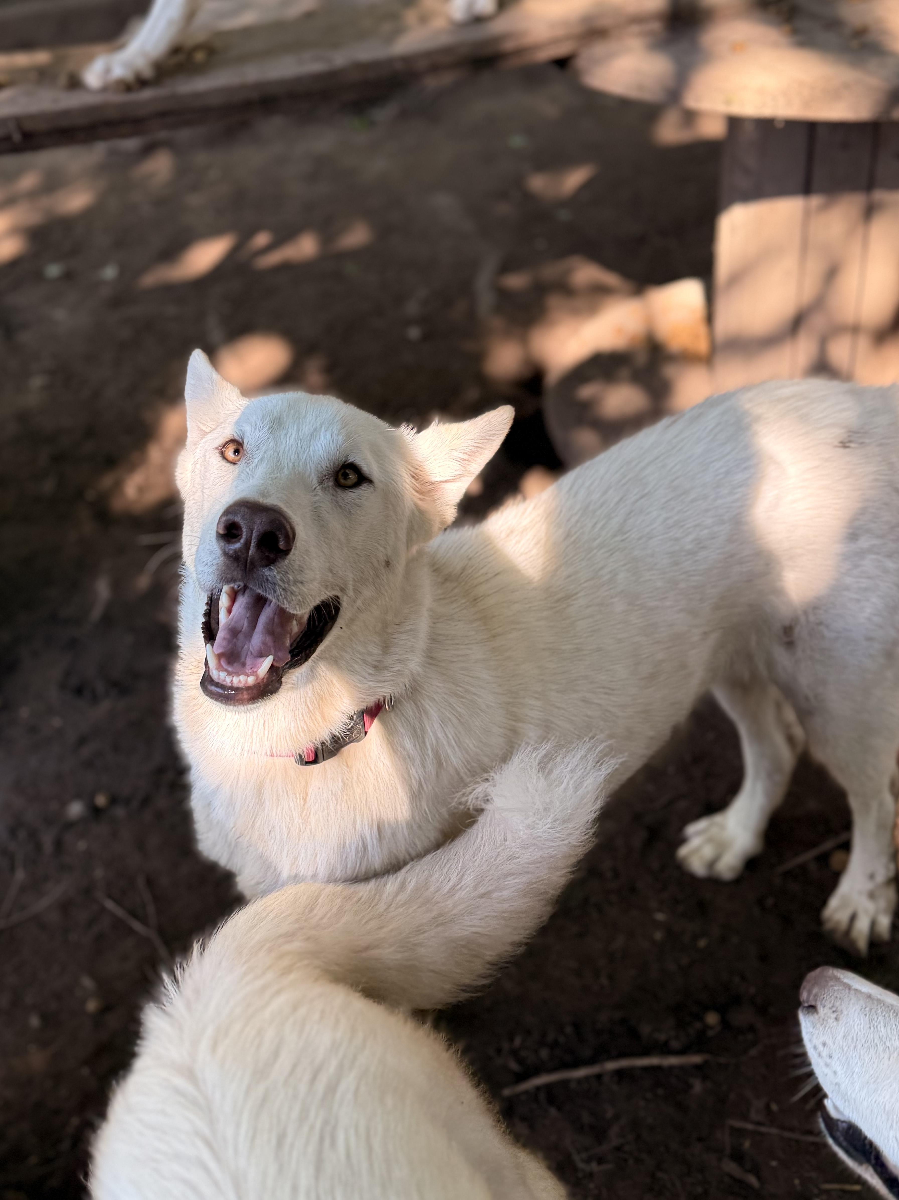 Hans, an adoptable White German Shepherd, Husky in Addison, ON, K0E 1A0 | Photo Image 3