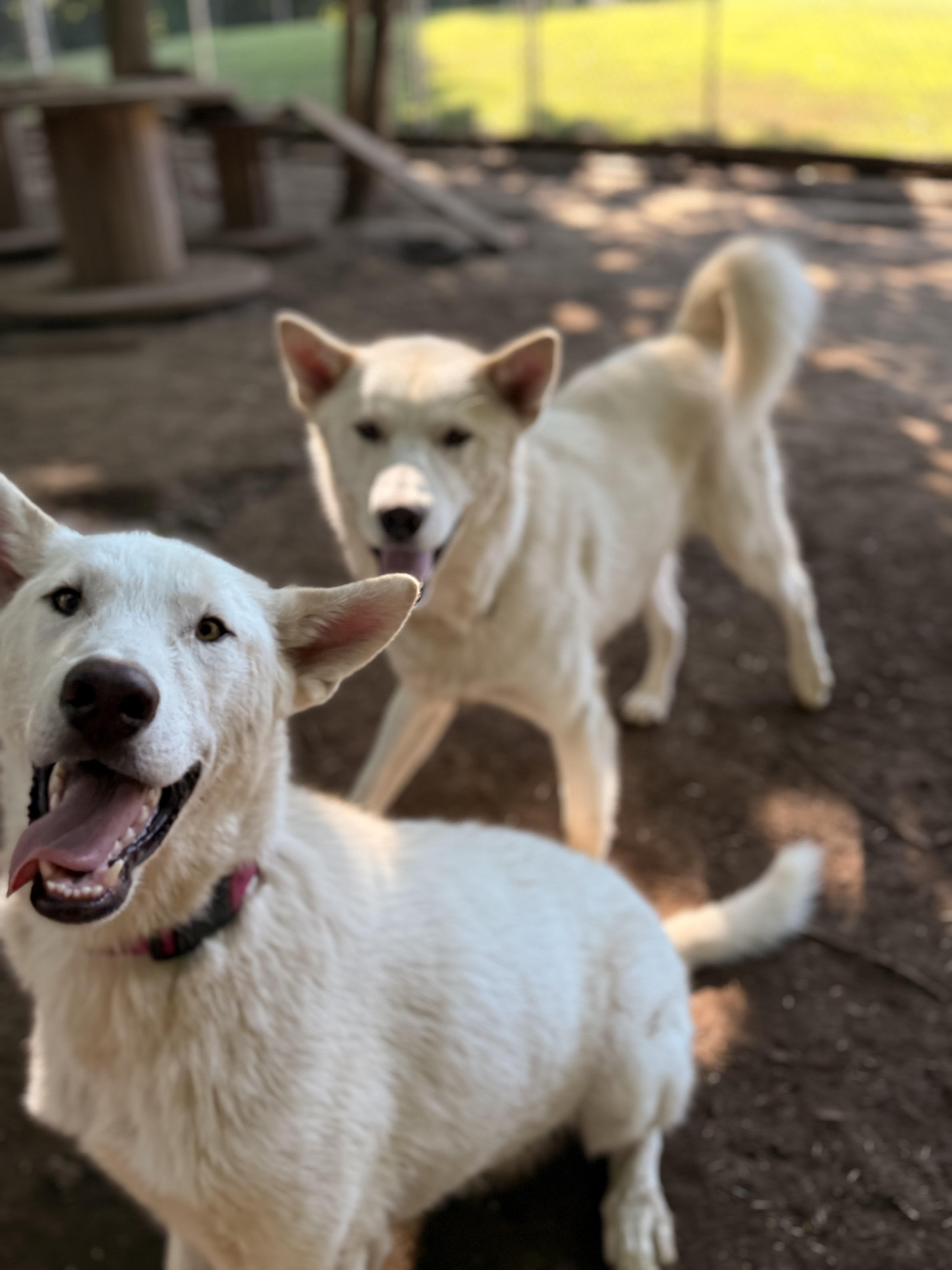 Hans, an adoptable White German Shepherd, Husky in Addison, ON, K0E 1A0 | Photo Image 4