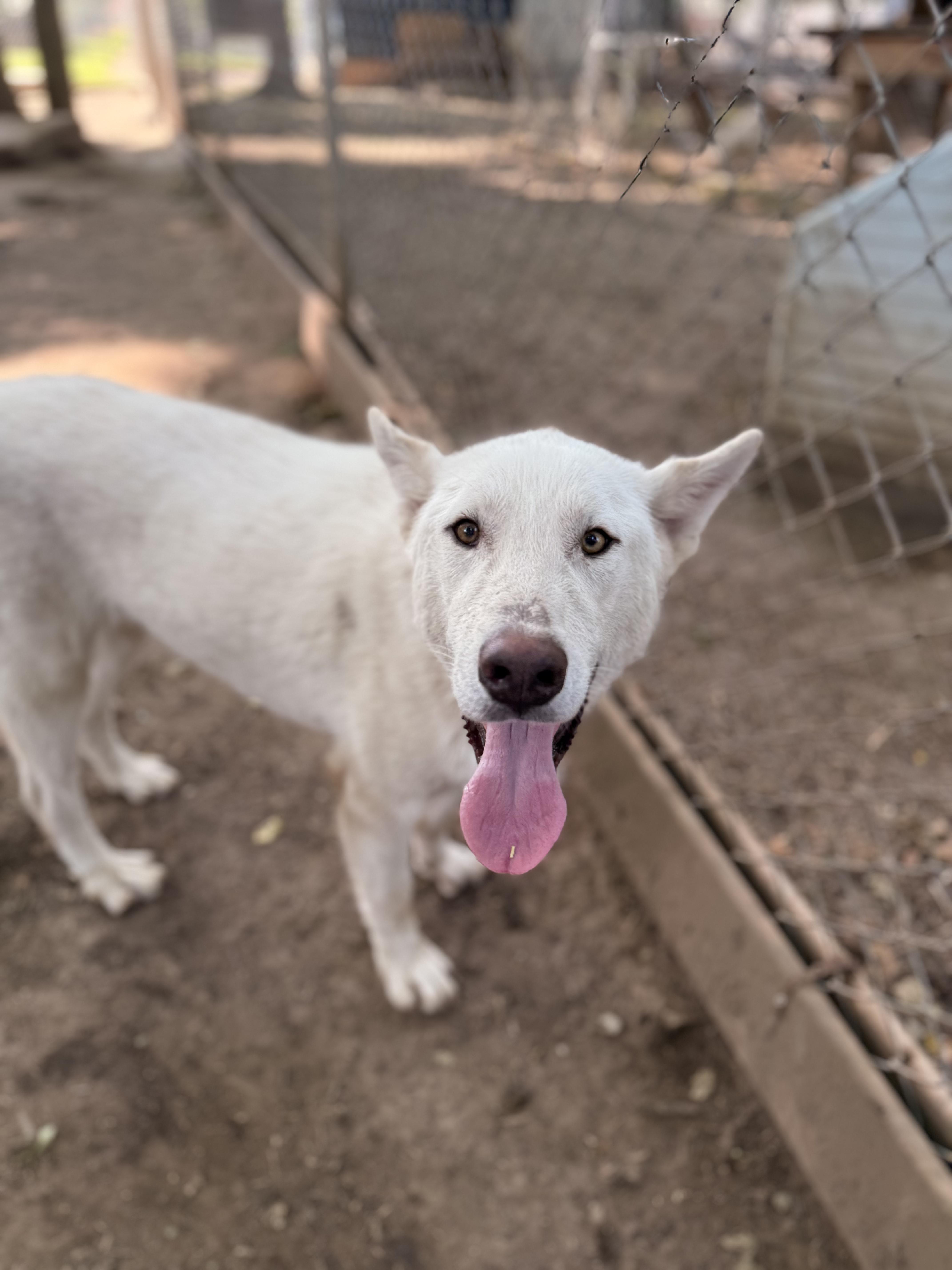 Hans, an adoptable White German Shepherd, Husky in Addison, ON, K0E 1A0 | Photo Image 2