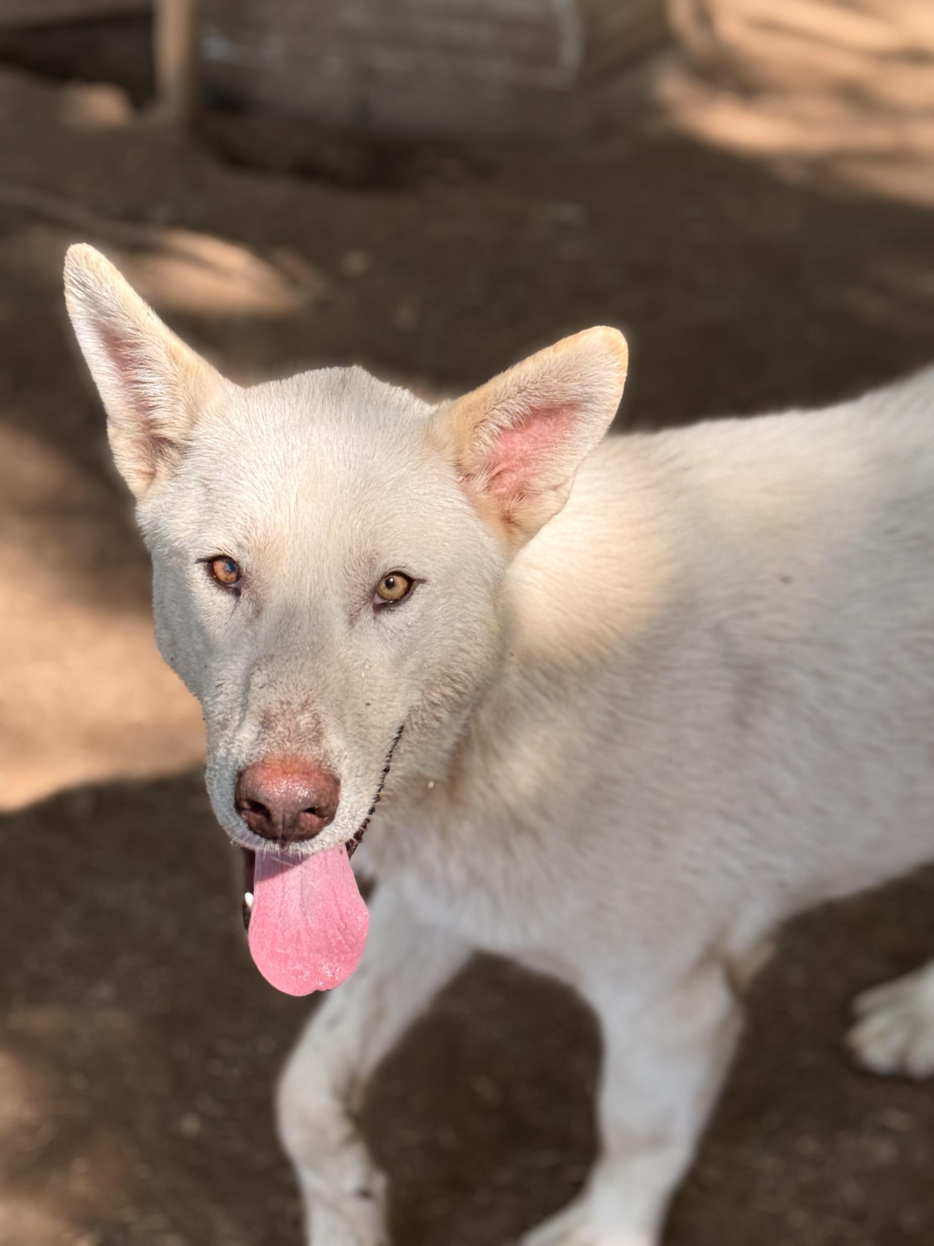 Hans, Adoptable, Young Male White German Shepherd & Husky.