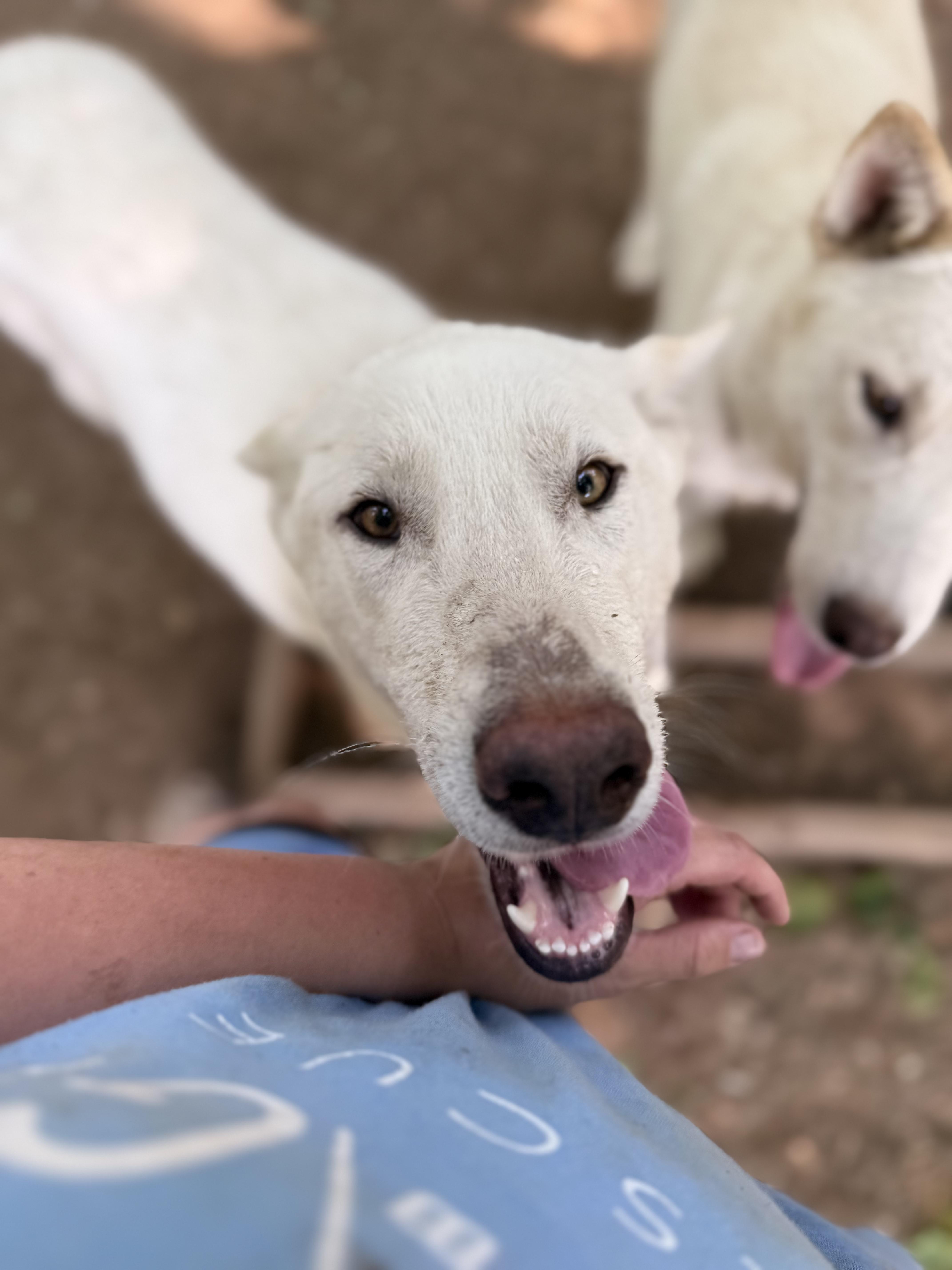 Hans, an adoptable White German Shepherd, Husky in Addison, ON, K0E 1A0 | Photo Image 5